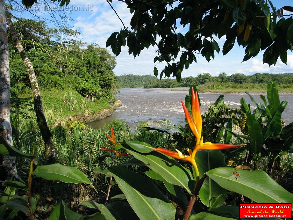 ECUADOR - Foresta Amazzonica - 44.jpg